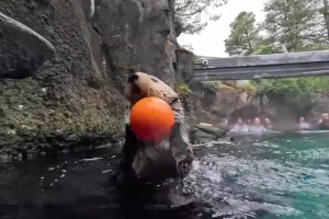 极速土耳其vs澳大利亚jrs直播